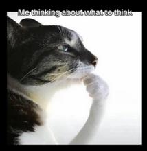 502x517
