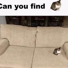 497x498